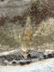 Eupithecia haworthiata
