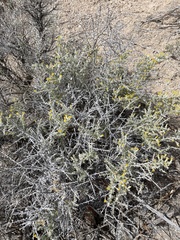 Tetradymia spinosa