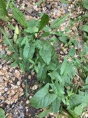 Convolvulus arvensis