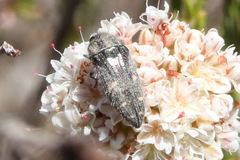 Acmaeodera dolorosa