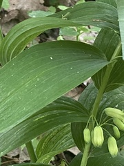 Polygonatum biflorum