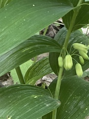 Polygonatum biflorum