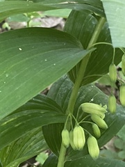 Polygonatum biflorum