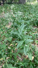 Lepidium draba