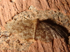 Idaea inquinata