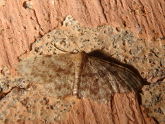 Idaea inquinata