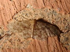 Idaea inquinata