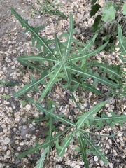 Lactuca tatarica