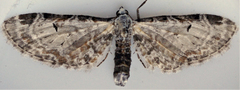 Eupithecia ravocostaliata