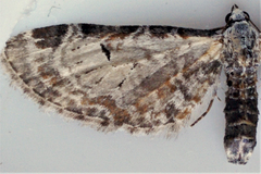 Eupithecia ravocostaliata