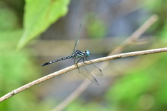 Hylaeothemis apicalis