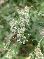 Lepidium draba