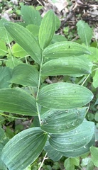Polygonatum biflorum