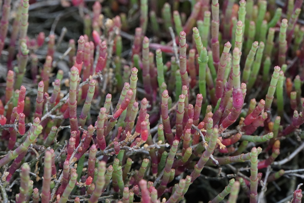 Fragile Glasswort