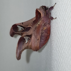 Holocerina smilax