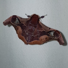 Holocerina smilax