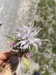 Monarda stipitatoglandulosa