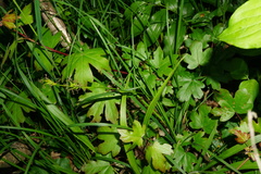 Carex michelii