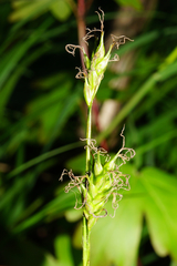 Carex michelii