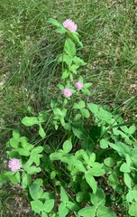 Trifolium pratense