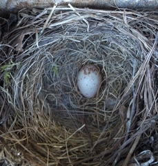 Junco