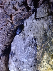 Dorcus parallelipipedus