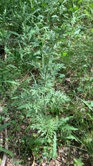 Artemisia absinthium