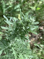 Artemisia absinthium
