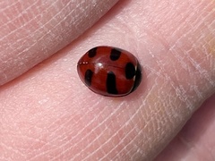 Coccinella monticola