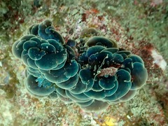 Lobophora variegata
