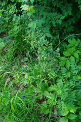 Dactylis glomerata lobata