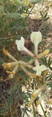 Astragalus karelinianus