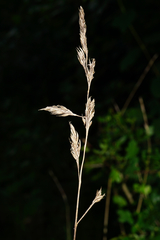 Dactylis glomerata lobata