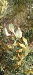 Astragalus karelinianus