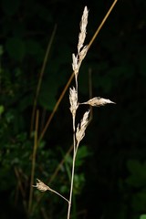Dactylis glomerata lobata