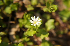 Stellaria neglecta