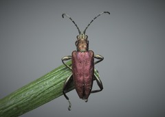 Donacia marginata