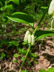 Polygonatum latifolium