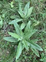 Cirsium arvense