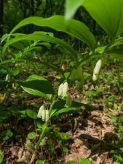 Polygonatum latifolium