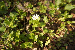 Stellaria neglecta