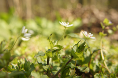 Stellaria neglecta
