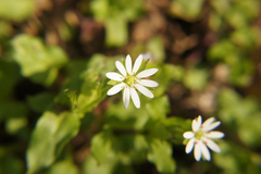 Stellaria neglecta