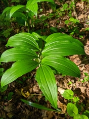 Polygonatum latifolium