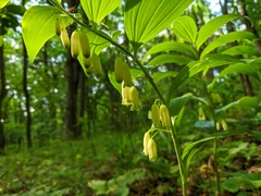 Polygonatum latifolium