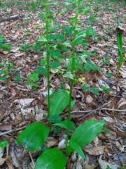 Platanthera chlorantha