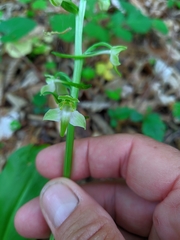 Platanthera chlorantha
