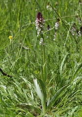 Neotinea ustulata ustulata