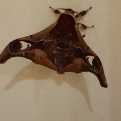 Holocerina smilax