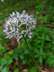 Allium decipiens quercetorum